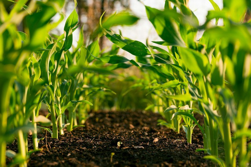 Agricultural fertilizers