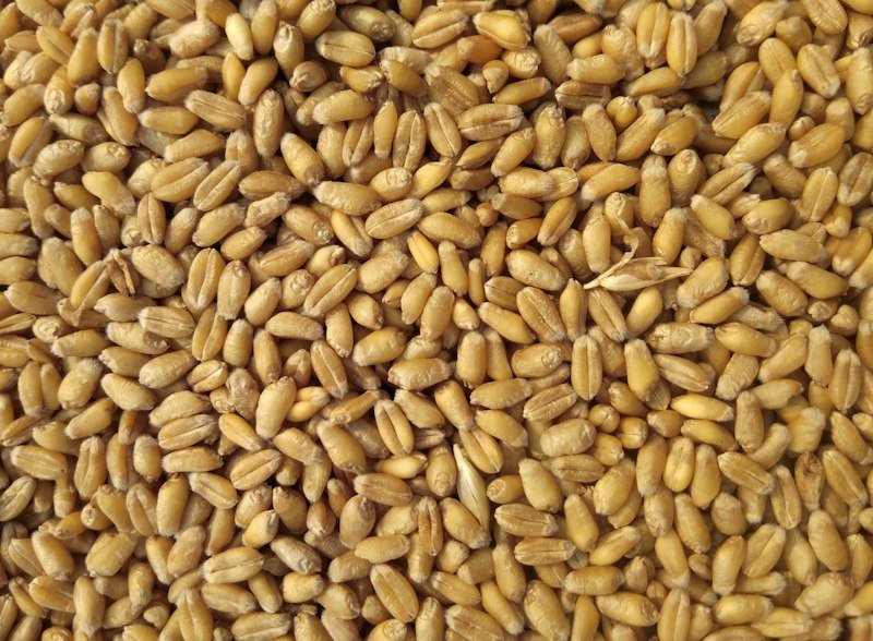 Yellow corn maize bulk commodity